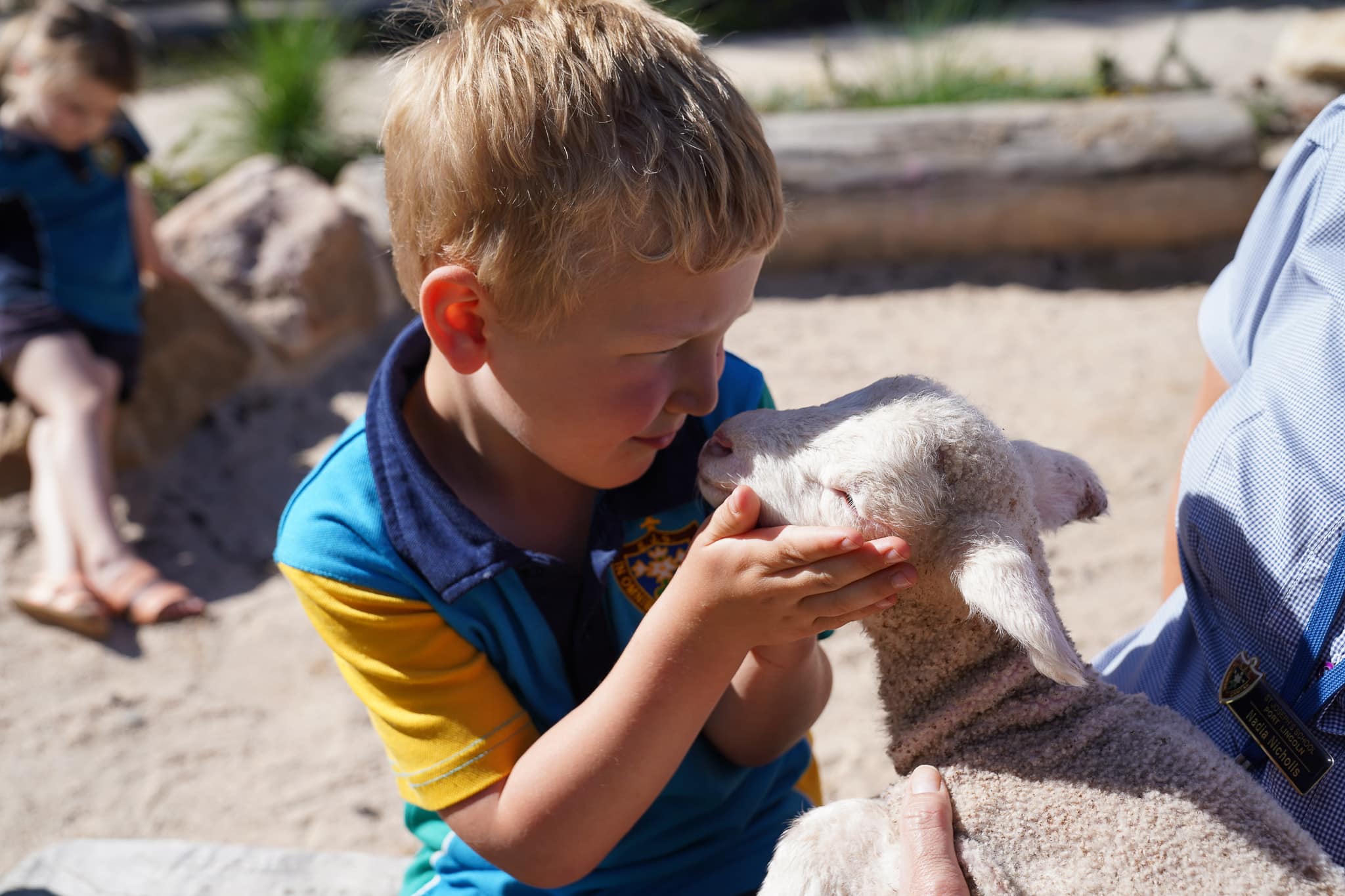 Preschooler with adorable lamb visitor